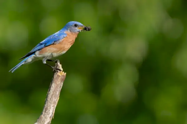 Bluebird východní