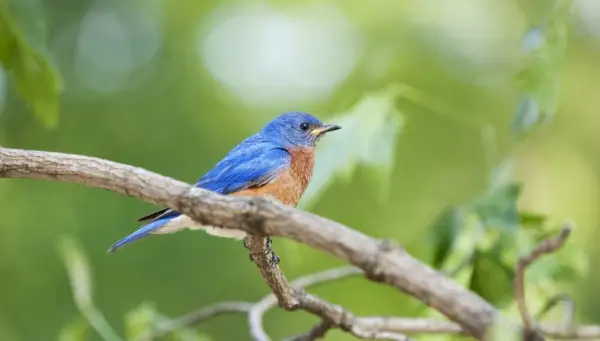 Simbolismo e significato dell'uccello azzurro