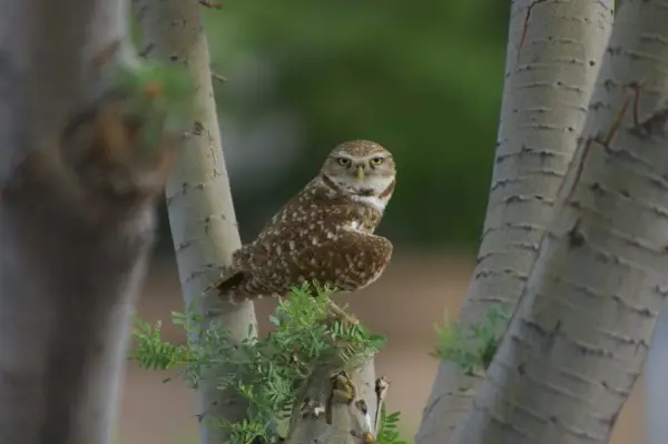 Gravende Uil-symboliek en betekenis