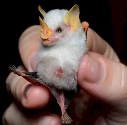 Honduran White Bat Symbolismi ja merkitys