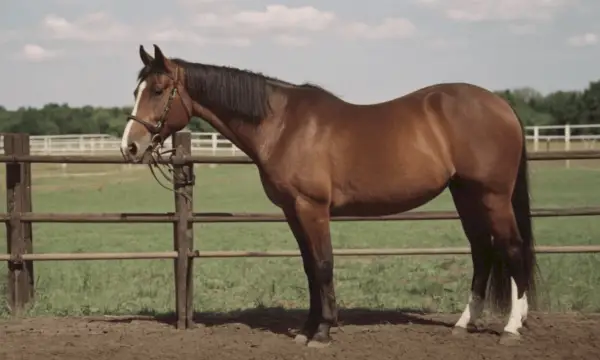 Quarter Horse-dromen en voortekenen