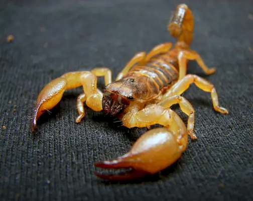 Scorpion i spørgsmålet