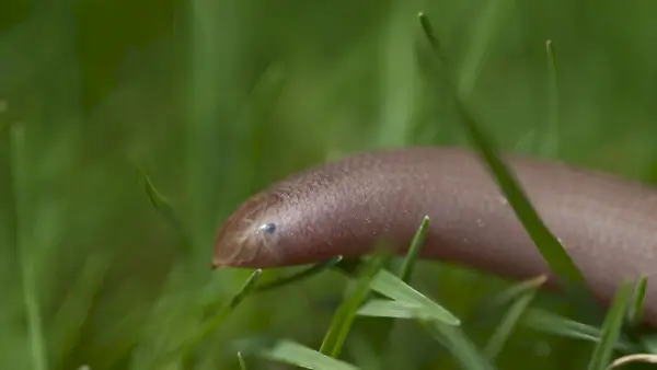 Beaked Blind Snake - Rhinotyphlops acutus