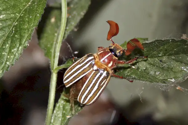 Scarabeo di giugno a dieci linee