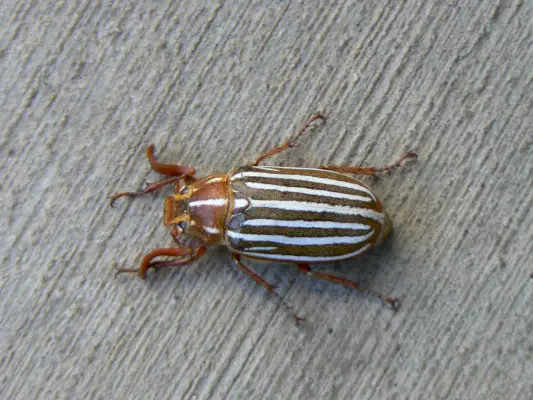 Kumbang Juni Berjajar Sepuluh atau Kumbang Juni Berambut Panjang atau Kumbang Mendesis, SCARABAEIDAE (Polyphylla decimlineata)