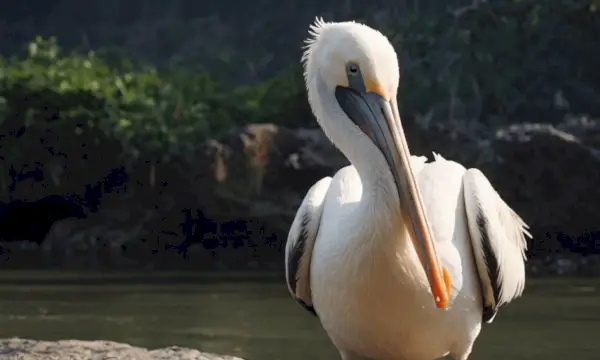 Cambiamenti nel simbolismo del pellicano nel tempo