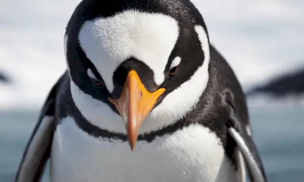 Perilaku dan Kebiasaan Penguin Simbolis