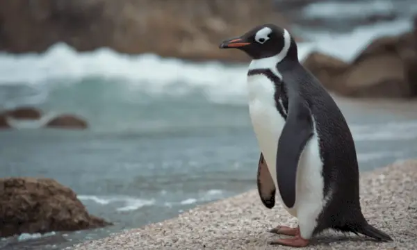 Pingviinien symboliikka lajeittain