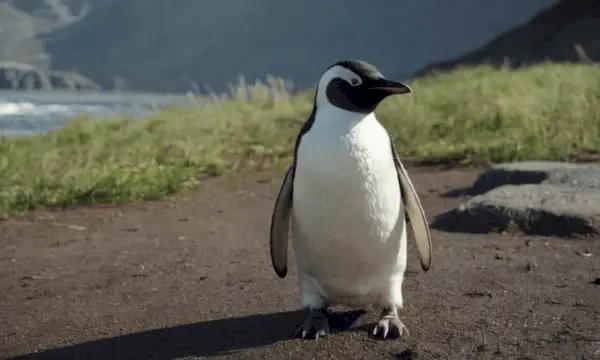 pingüí