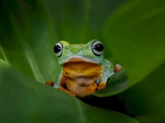 Laubgrüner Frosch