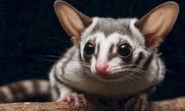 Sugar Glider -symboliikka