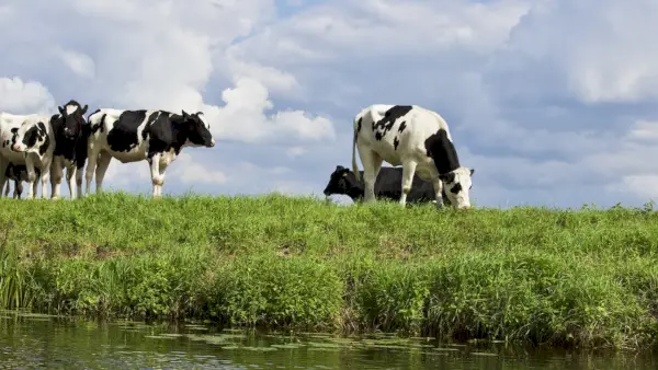 Krávy na farmě proti obloze