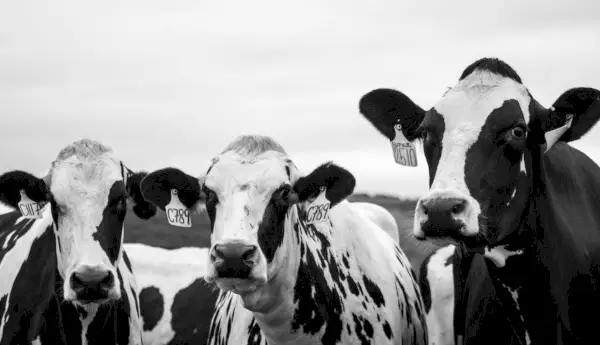 Photographie en niveaux de gris de trois vaches