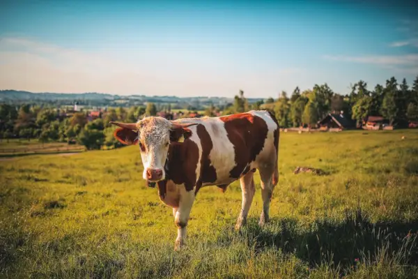 Vaca marrón y blanca