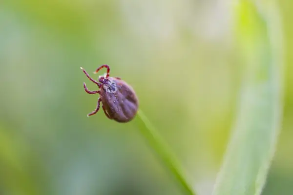 Simbolismo e significato della zecca del cervo