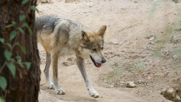 Mexický sivý vlk | Púštne múzeum | Tucson |AZ | 2015-10-12at10-28-544