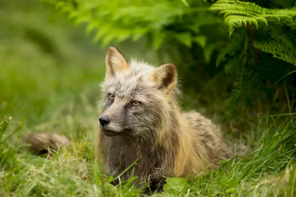 Křížová liška na Kodiak Refuge