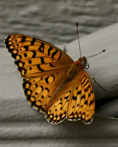 Eri fritillary-väreillä on ainutlaatuisia merkityksiä