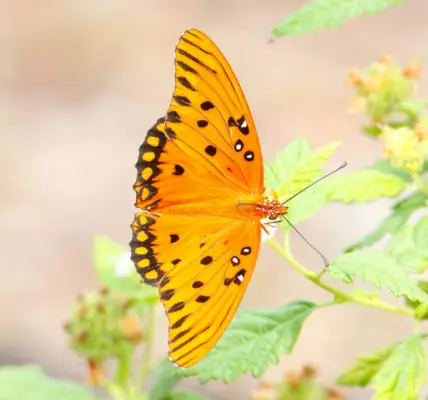 Pozorování fritillary signalizuje pozitivní změnu