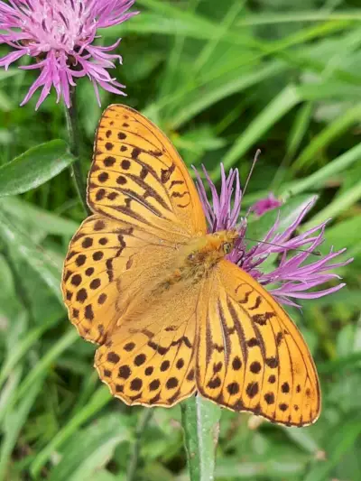 Fritillaries symbolisieren Wiedergeburt und Erneuerung