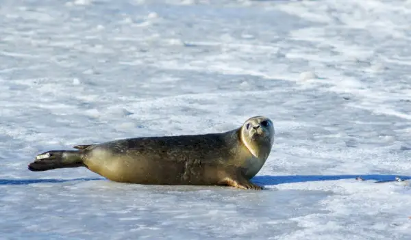 Foto van grijze zeehond op ijs