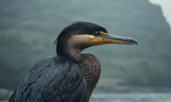 Gros plan sur un cormoran