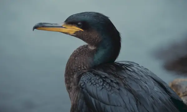 Simbolismo del cormorán