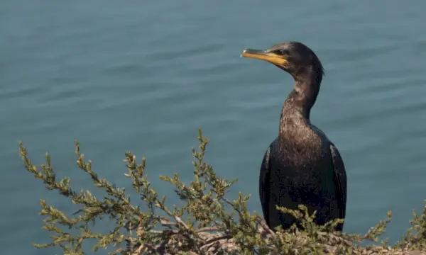 Kormoran