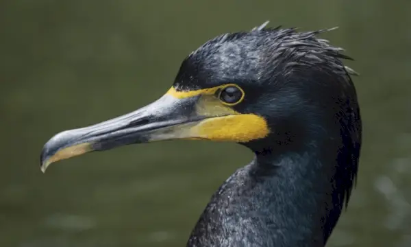 cabeza de cormorán