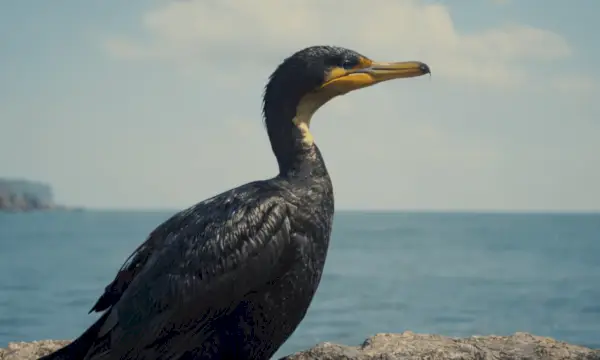 Cormoranul