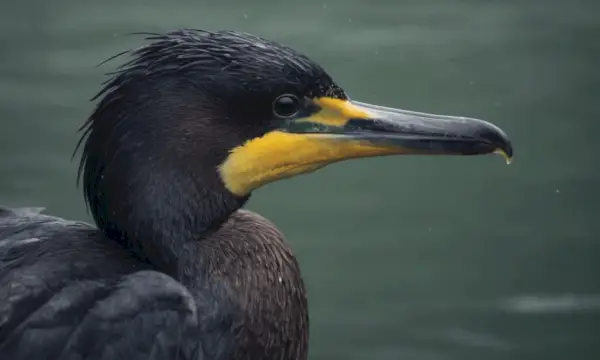 Simbolismul cormoranului