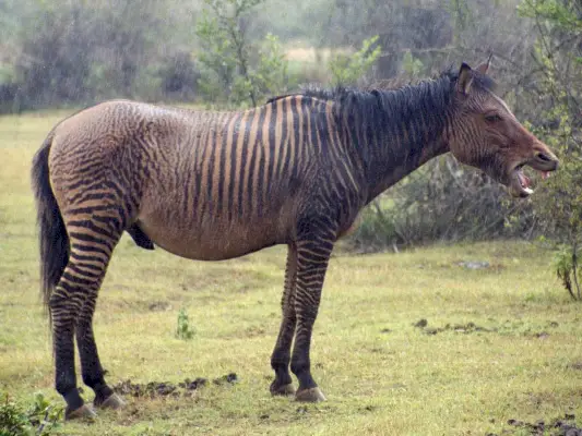 Simbolism și semnificație Zebroid (Zorse).