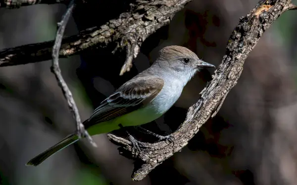 นก Flycatcher: สัญลักษณ์ ความหมาย และข้อความทางจิตวิญญาณ