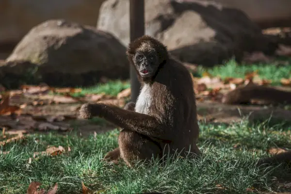 Spider Monkey afrikansk symbolik