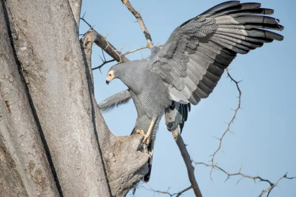 Un falco bianco africano, Polyboroides typus, si aggrappa a un albero