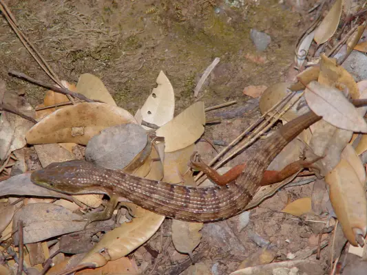 Shasta Alligator Lizard (Elgaria coerulea shastensis)