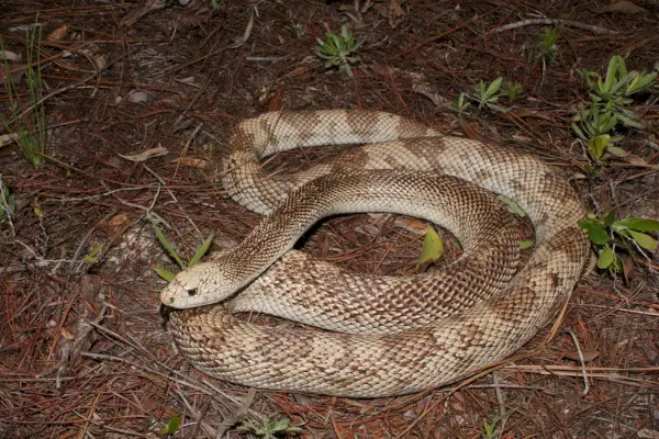 Simbolismo y significado de la serpiente de pino