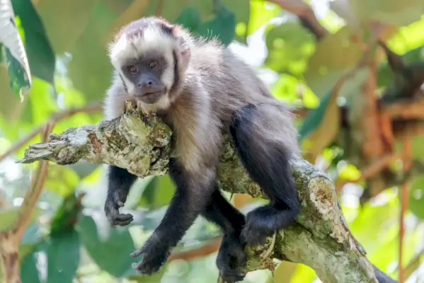 Avslappende Capuchin Monkey