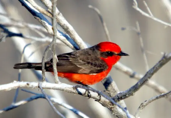 Vermilion Flycatcher เพศผู้