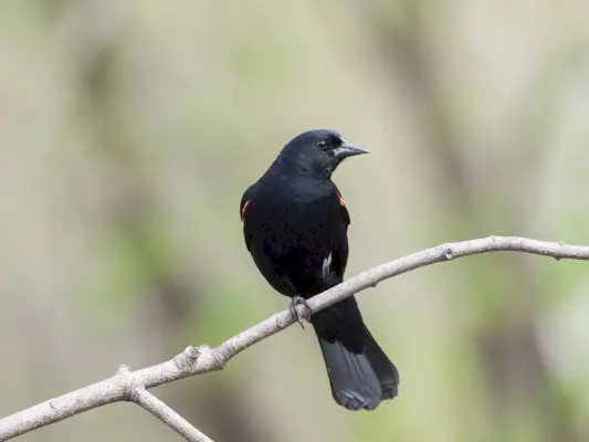 Putns, Redwing Blackbird