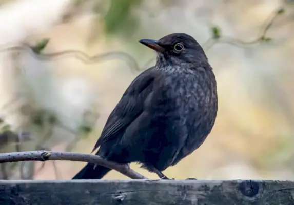 Uccello Nero