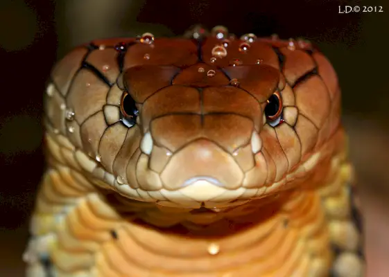 Ophiophagus Hannah King Cobra chinois