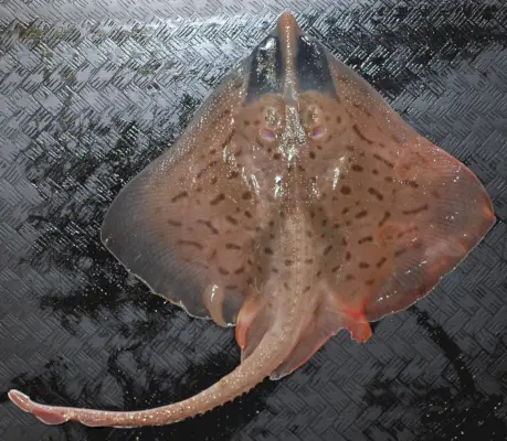 Clearnose Skate symbolika a význam