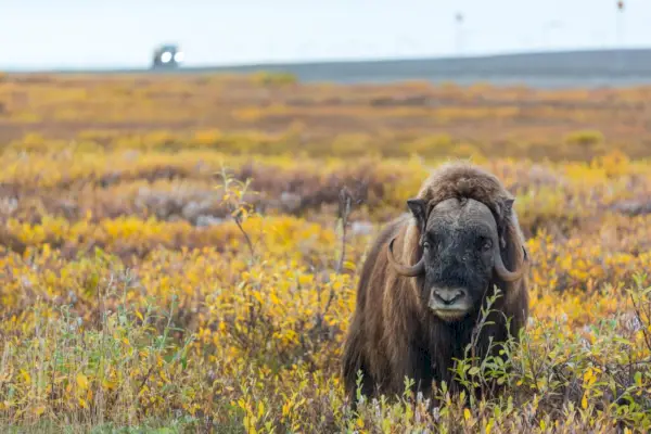 สัญลักษณ์ Musk Ox ของชนพื้นเมืองอเมริกัน