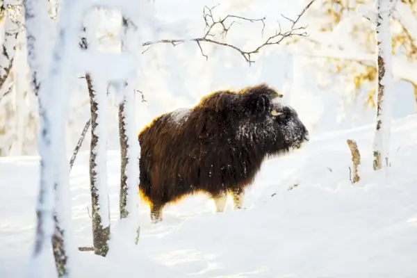 Großer Moschus steht bei Sonnenuntergang im Winterschnee