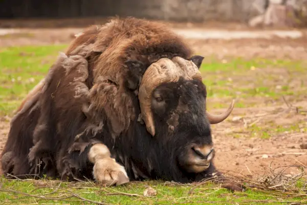 Muskox (Ovibos moschatus