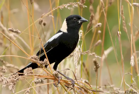 Bobolink Simbolika in pomen