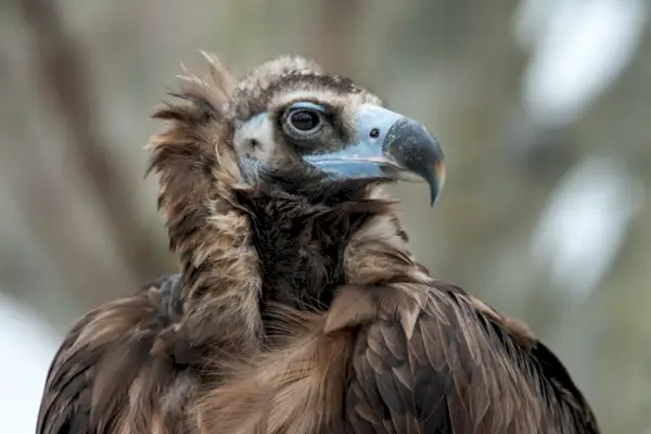 Portrait de vautour fauve