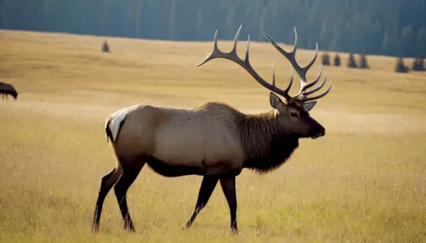 Elk