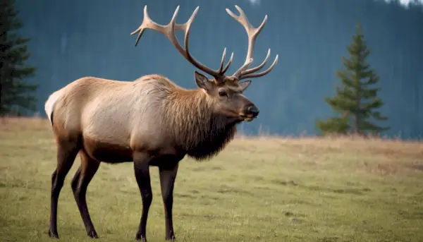 Elk